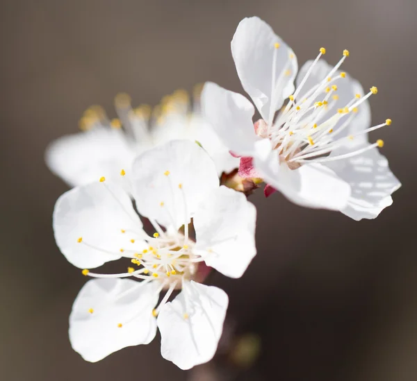 Natureza — Fotografia de Stock