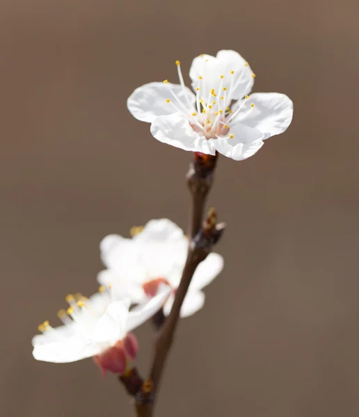 Doğa — Stok fotoğraf