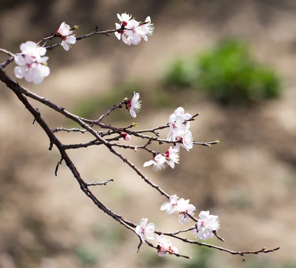 Natur — Stockfoto