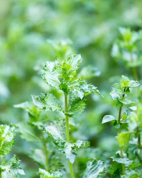 Naturaleza — Foto de Stock