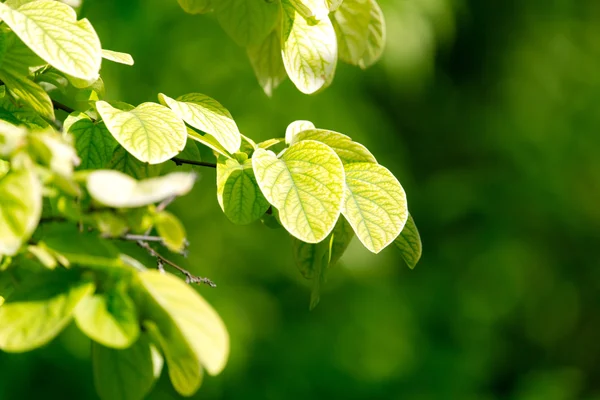 Naturaleza — Foto de Stock