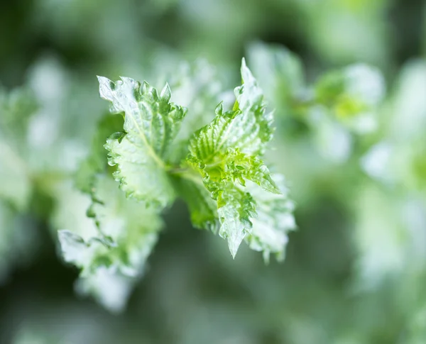 Natur — Stockfoto