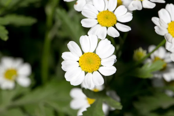 Natura — Foto Stock