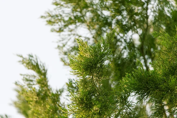 Naturaleza —  Fotos de Stock