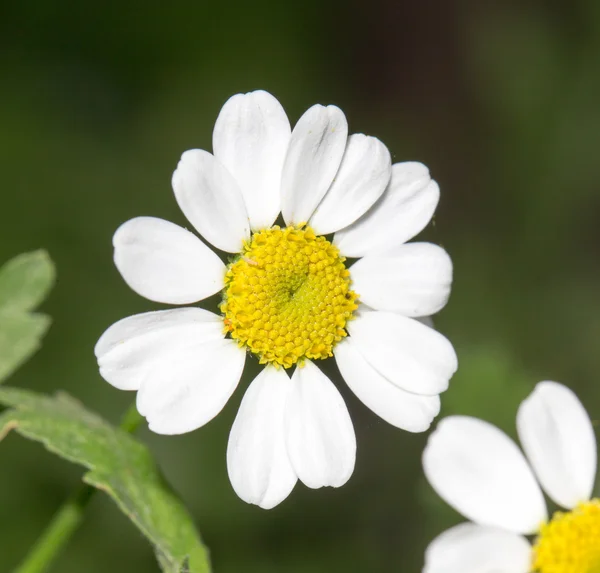 Natur — Stockfoto