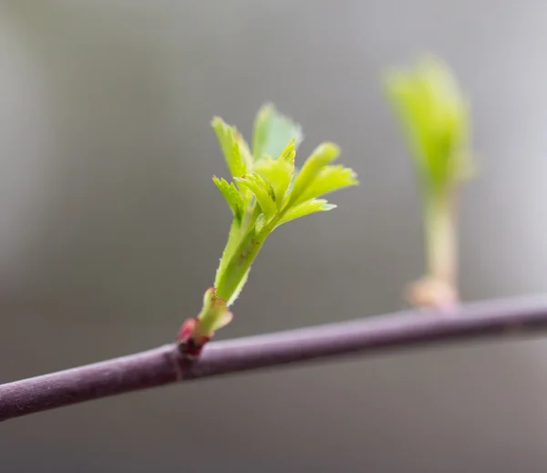 Natuur — Stockfoto