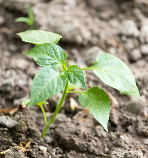 Naturaleza — Foto de Stock