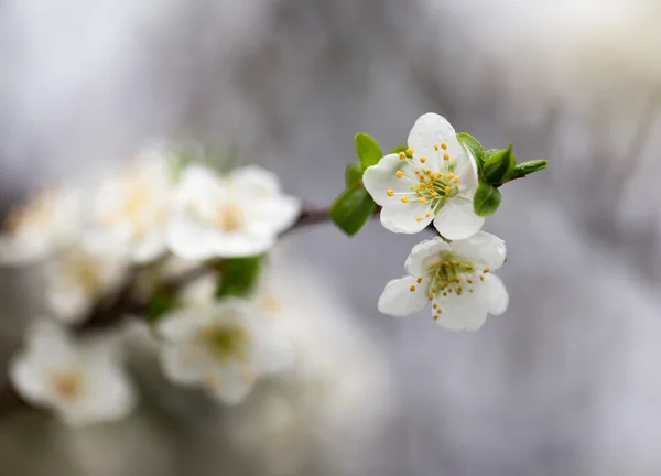 Natur — Stockfoto