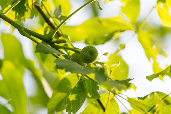 Natureza — Fotografia de Stock