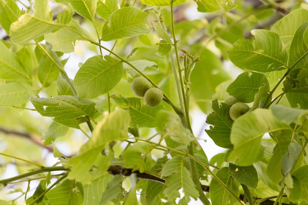 Natuur — Stockfoto