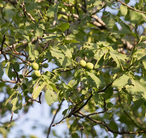 Nature — Stock Photo, Image