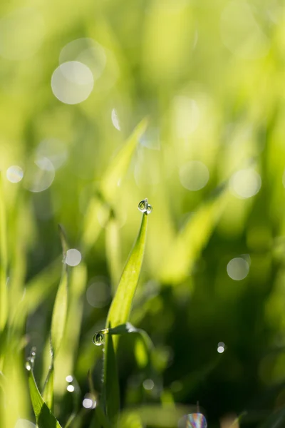 Nature — Stock Photo, Image