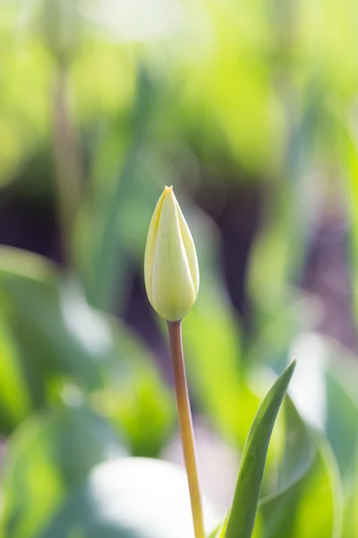 Natura — Foto Stock