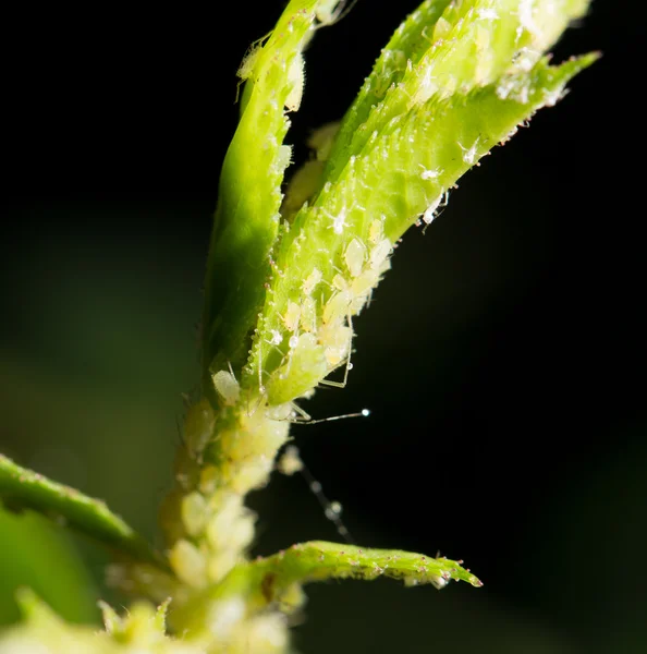 Natura — Foto Stock