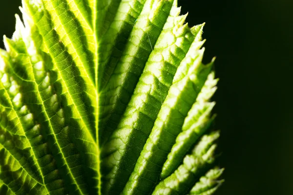 Natuur — Stockfoto