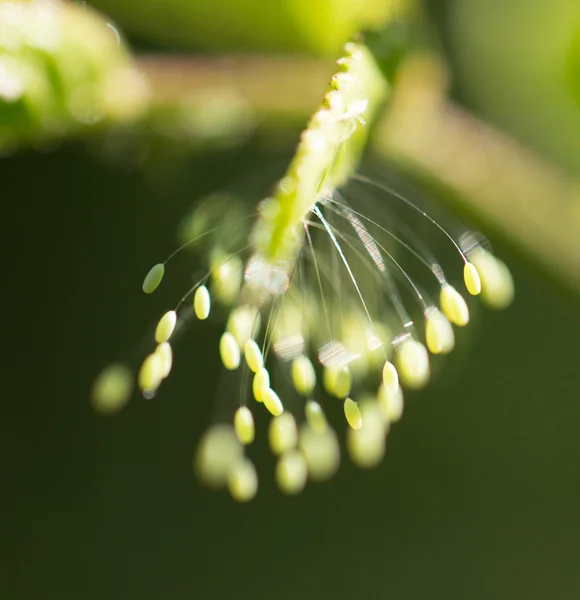 Nature — Stock Photo, Image