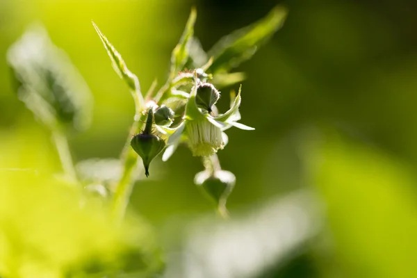 Natur — Stockfoto