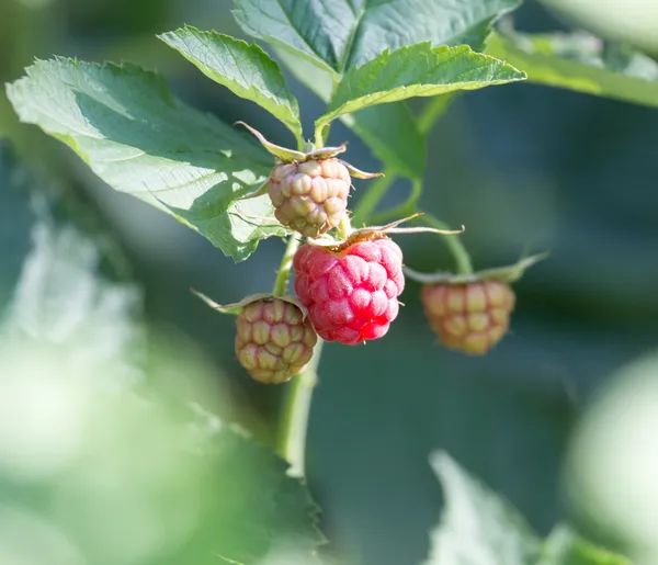 Natuur — Stockfoto