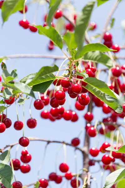 Natuur — Stockfoto