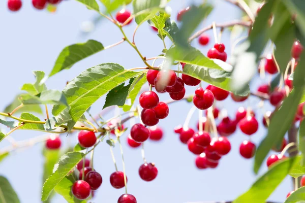 Naturaleza — Foto de Stock