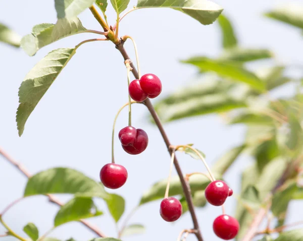 Naturaleza — Foto de Stock