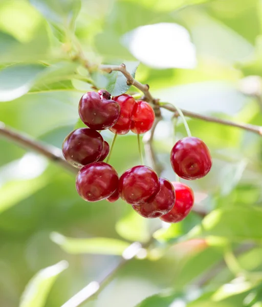 Naturaleza — Foto de Stock