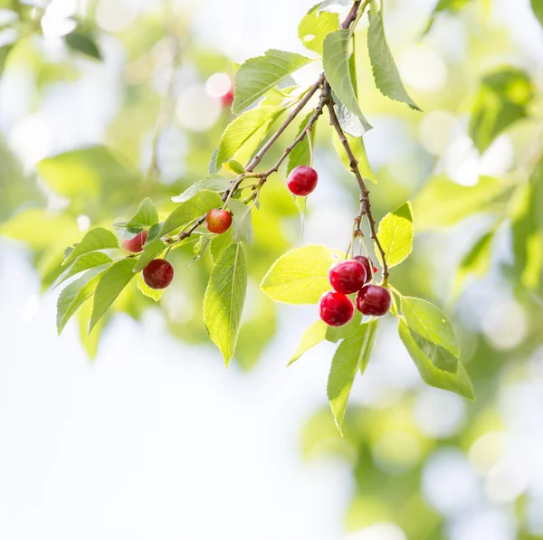 Naturaleza — Foto de Stock