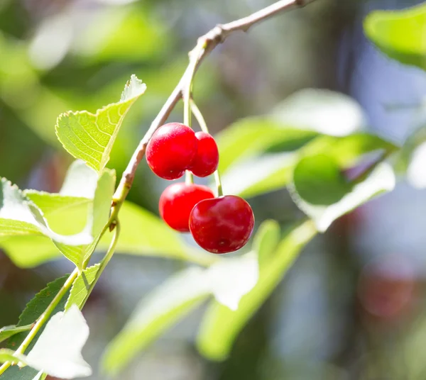 Natur — Stockfoto