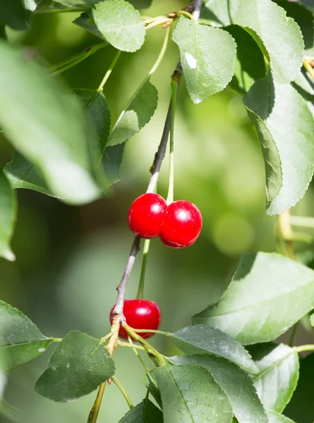 Nature — Stock Photo, Image