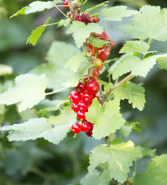 Natur — Stockfoto