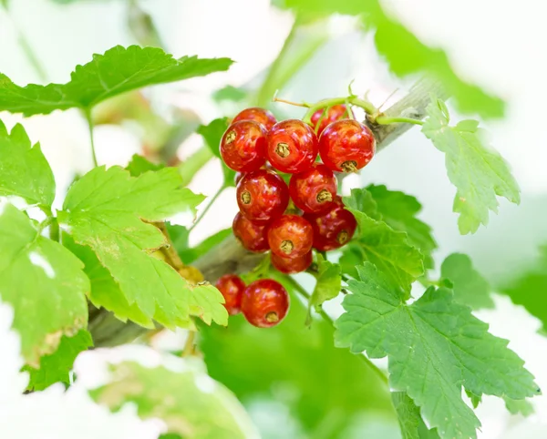 Natuur — Stockfoto