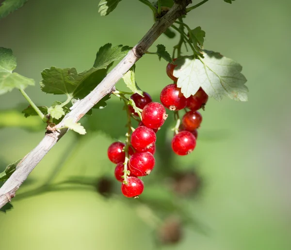 Natuur — Stockfoto