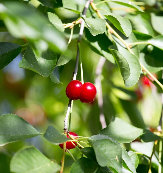 Natuur — Stockfoto