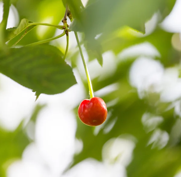 Naturaleza — Foto de Stock