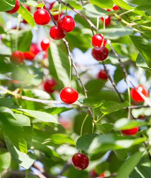 Natur — Stockfoto