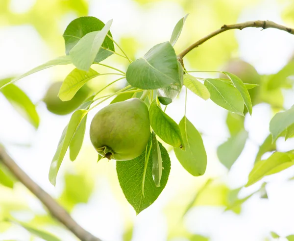 Nature — Stock Photo, Image