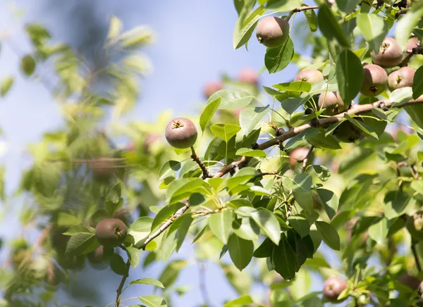 Natureza — Fotografia de Stock