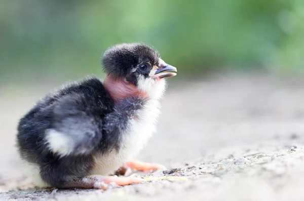 Natuur — Stockfoto