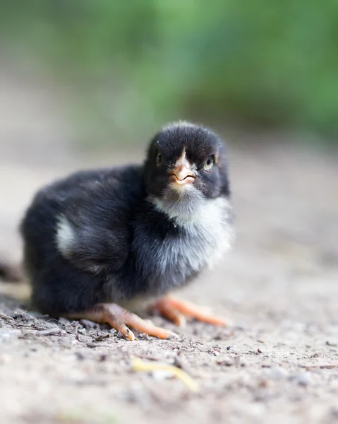 Natuur — Stockfoto