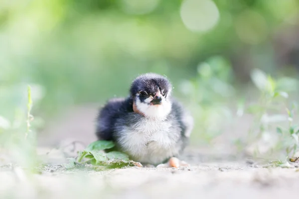 Natuur — Stockfoto