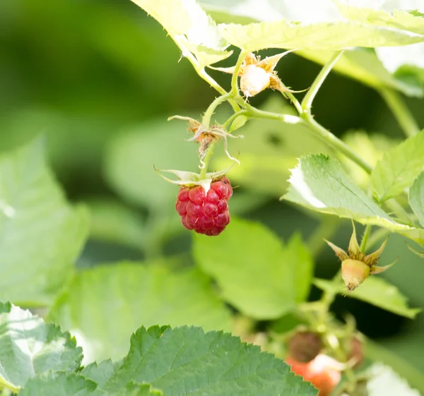 Natur — Stockfoto