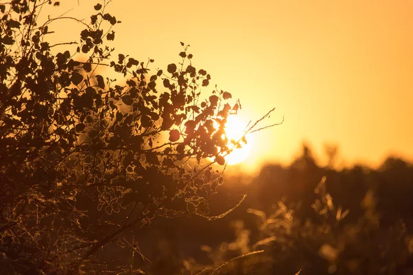 Natur — Stockfoto