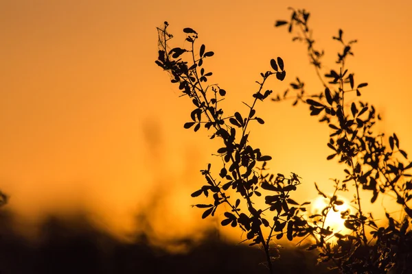 Natur — Stockfoto