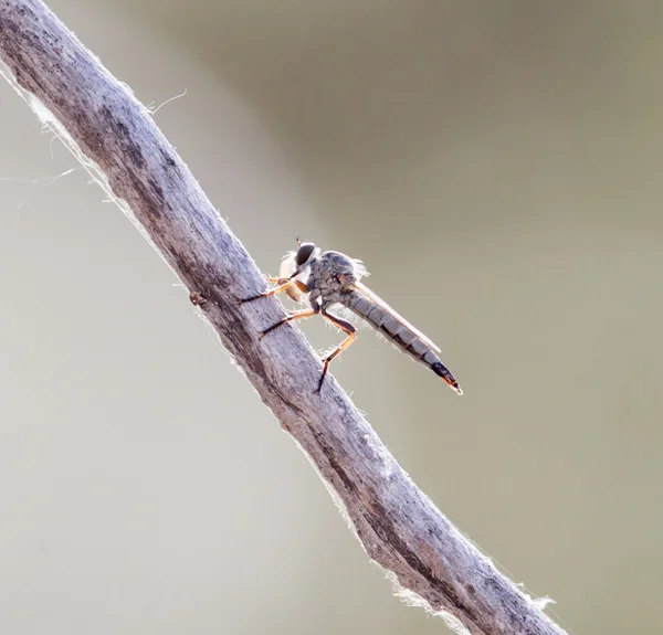 Natuur — Stockfoto