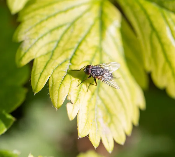 Naturaleza — Foto de Stock