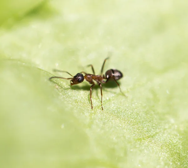 Natuur — Stockfoto