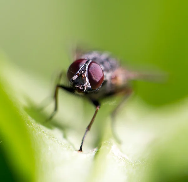 Nature — Stock Photo, Image