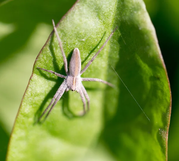 Natureza — Fotografia de Stock