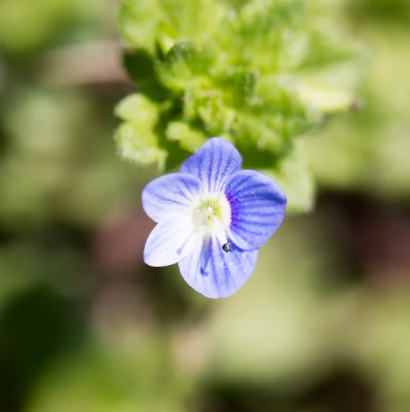 Nature — Stock Photo, Image