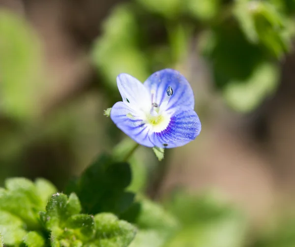 Naturaleza — Foto de Stock